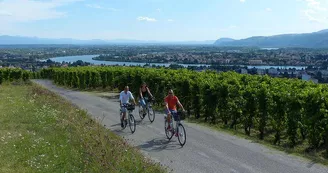 Location de vélos - Intersport Tournon sur Rhône