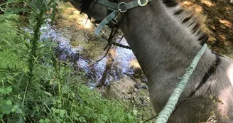 Visite de l'asinerie et/ou balade avec un âne baté