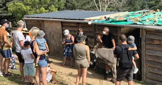 Visite de l'asinerie et/ou balade avec un âne baté