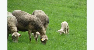 La Ferme Bobon