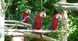 Le Parc des Perroquets Le Parc des Perroquets