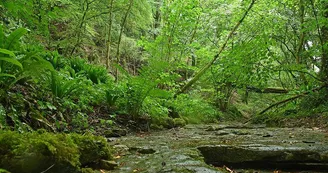 La forêt du buis La forêt du buis