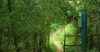 La forêt du buis La forêt du buis