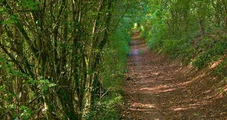 Forêt de l'altenberg Forêt de l'altenberg
