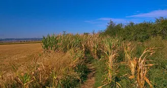 Vigy labyrinthe