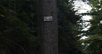 Pin weymout