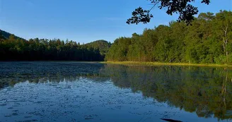 Réserve naturelle de l'étang de Lieschbach