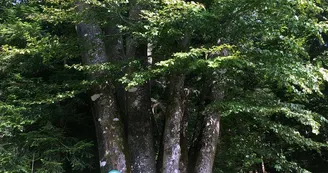 Les 7 frères Les 7 frères