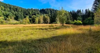 La tourbière du Grand Etang