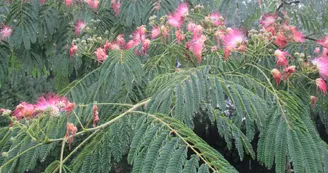 ARBRE A SOIE 1