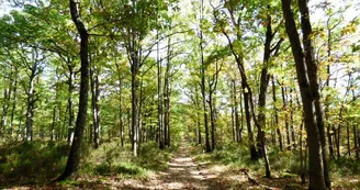 FORET CHOEURS BOMMIERS 1 FORET CHOEURS BOMMIERS 1