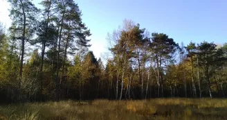 Tourbiere des Landes