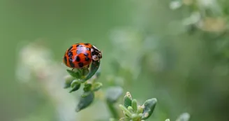 Coccinelle