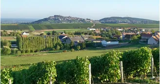 Domaine-Michel-Thomas-et-Fils1