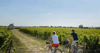 vigne vouvray