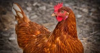 FERMETRAVAILCOQUIN
