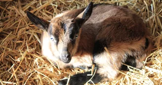 FERME DES OLIVIERS