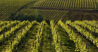 Vignoble Reuilly