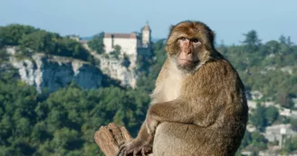 singe rocamadour©la forêt des singes singe rocamadour©la forêt des singes