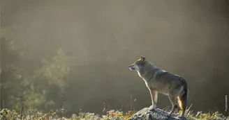 Loups-Chabrieres-OT-Gueret