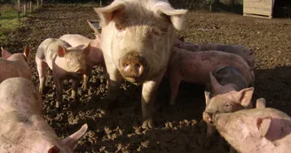 Cochons Cochons