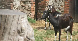 Chèvres Chèvres