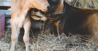 Vache et veau Vache et veau
