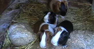 Forêt des lapins - Lapins cochon Forêt des lapins - Lapins cochon
