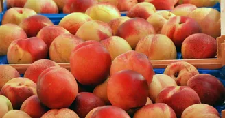Pêches marchés