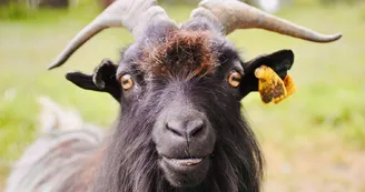 Chevre touron