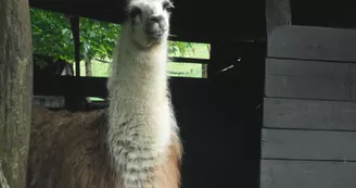 parc_animalier_etxola_lama parc_animalier_etxola_lama