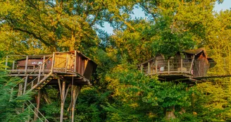 Cabane dans les arbres