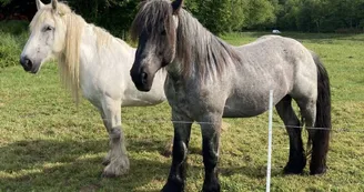 chevaux chevaux