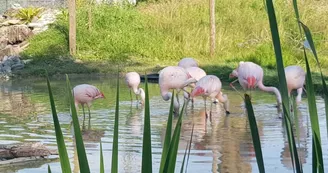 Exotic Park - Lescar - flamands roses