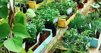 Plantes
