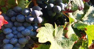 Vignes Domaine du Crampilh - Aurions-Idernes - cph Crampilh