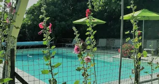 Autour de la piscine : les roses trémières Autour de la piscine : les roses trémières