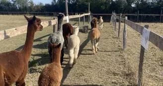 La Petite Ferme d'Alpagas Sanzay