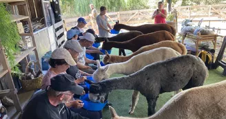 La Petite Ferme d'Alpagas Sanzay