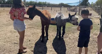 La Petite Ferme d'Alpagas Sanzay