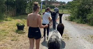 La Petite Ferme d'Alpagas Sanzay