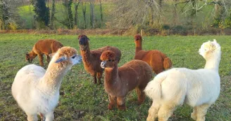 Ferme Pakucha - Petits Alpagas Ferme Pakucha - Petits Alpagas
