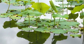 Jardin-botanique Jardin-botanique