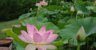 lotus-lm lotus-lm