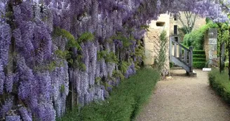 tonnelle glycine 8 tonnelle glycine 8