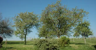 Les vergers de Musée du cidre du Pays d'Othe Les vergers de Musée du cidre du Pays d'Othe