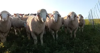 Moutons.jpg