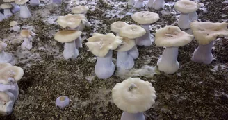 Les-Champignons-24-1.jpg Les-Champignons-24-1.jpg