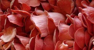 Les Champignons de Cussagny.JPG Les Champignons de Cussagny.JPG