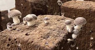 Les Champignons de Cussangy.jpg Les Champignons de Cussangy.jpg